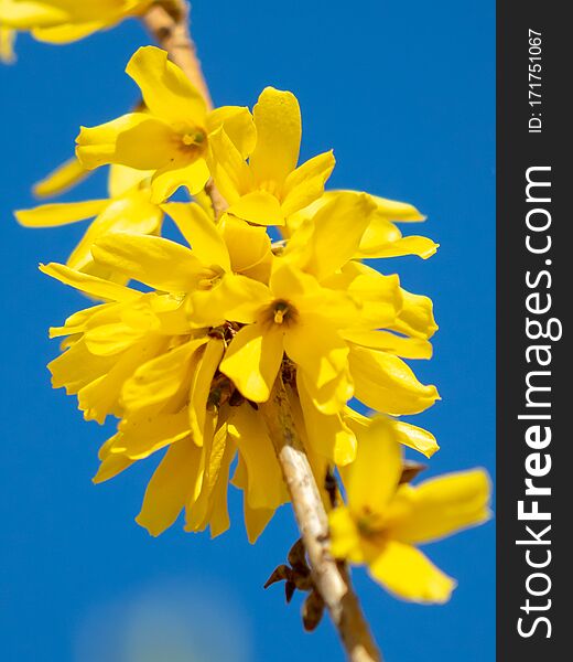Yellow flower on a background of blue sky in spring.