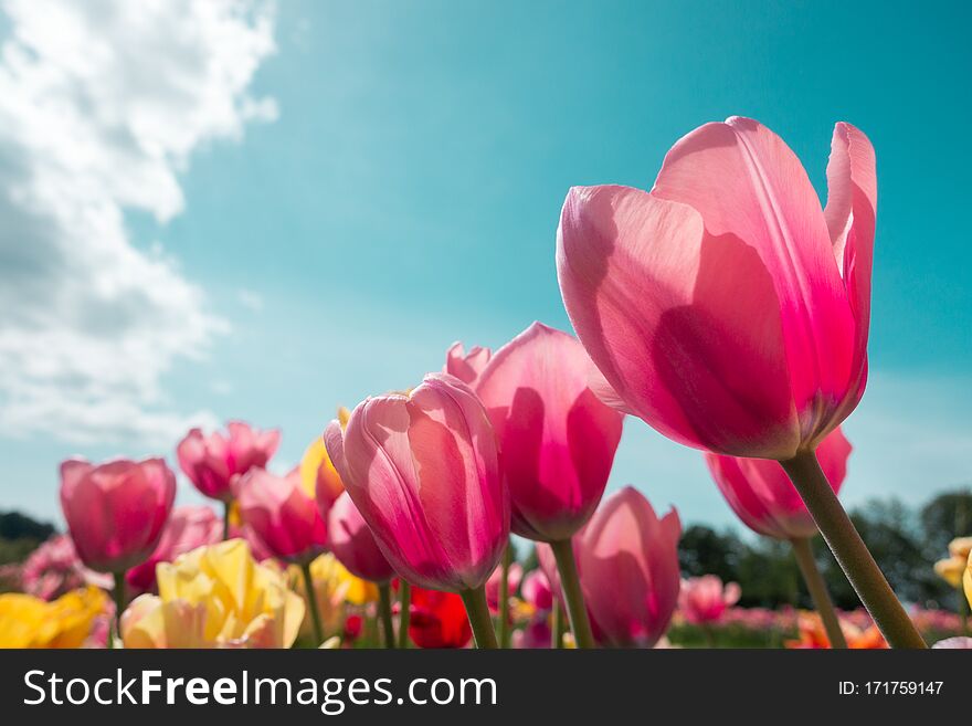 Colorful tulips blooming in the garden. Colorful tulips blooming in the garden.