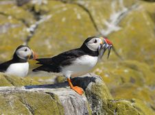 Puffin With Sand Eels Royalty Free Stock Photos