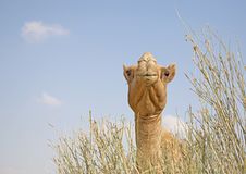 Camel In The Grass Royalty Free Stock Images Camel In The Grass Royalty Free Stock Images