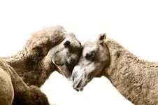 Camels Resting Royalty Free Stock Images Camels Resting Royalty Free Stock Images