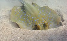 Blue Spotted Stingray Royalty Free Stock Photos Blue Spotted Stingray Royalty Free Stock Photos