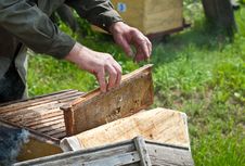Bees Royalty Free Stock Images Bees Royalty Free Stock Images