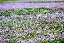 Pasture Grass Royalty Free Stock Image Pasture Grass Royalty Free Stock Image