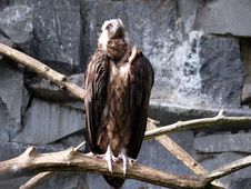 Cinereous Vulture Stock Photo Cinereous Vulture Stock Photo