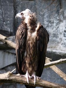 Cinereous Vulture Royalty Free Stock Images