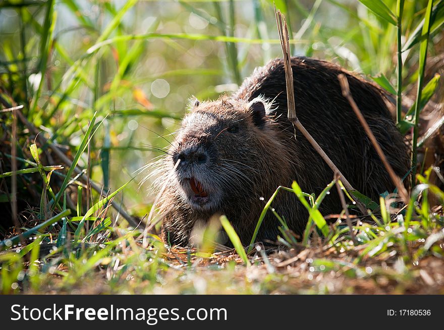Coypu on grass in the morning at Agamon ahula, israel.