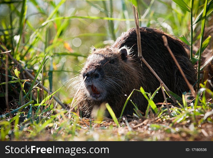 Coypu