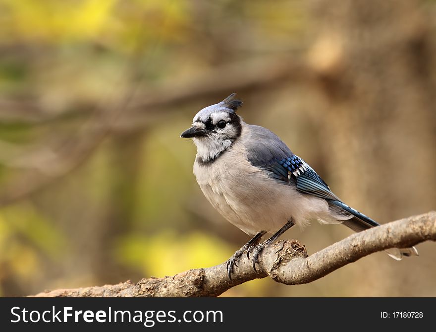 Blue jay, cyanocitta cristata, perched on a tree branch