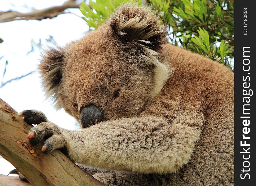 Sidelong glance of a koala (Phascolarctos cinereus) on a tree