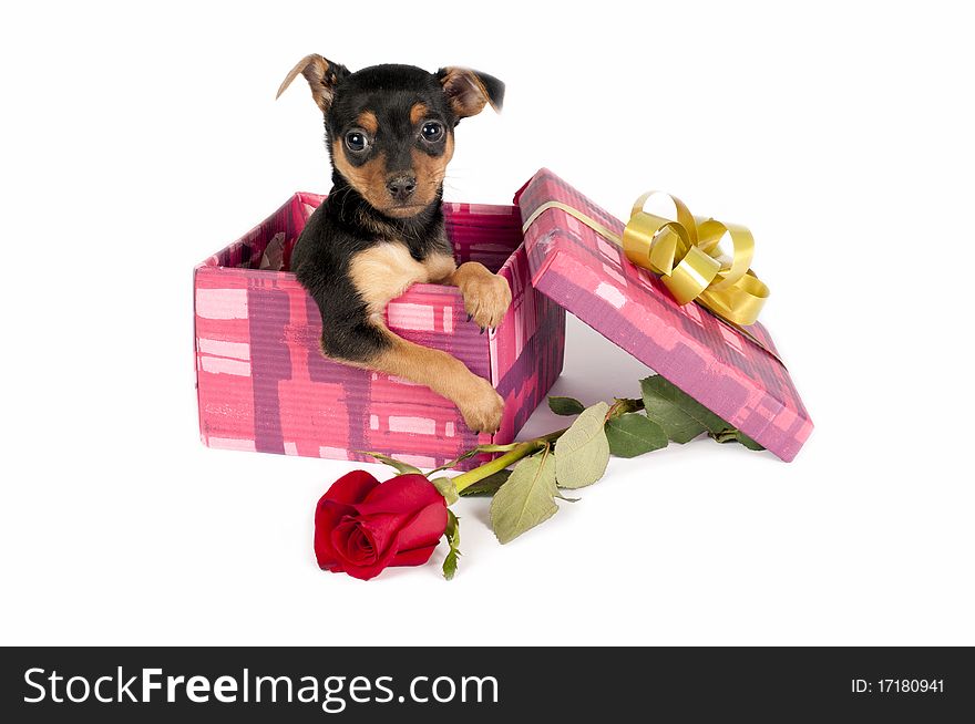 Cute Pincher puppy in a Christmas gift box.
