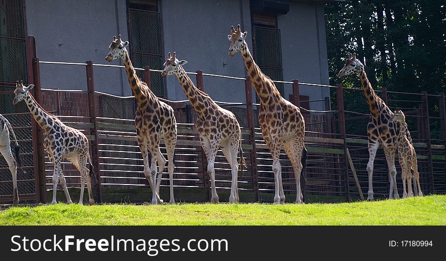 Herd of giraffes in the zoo
