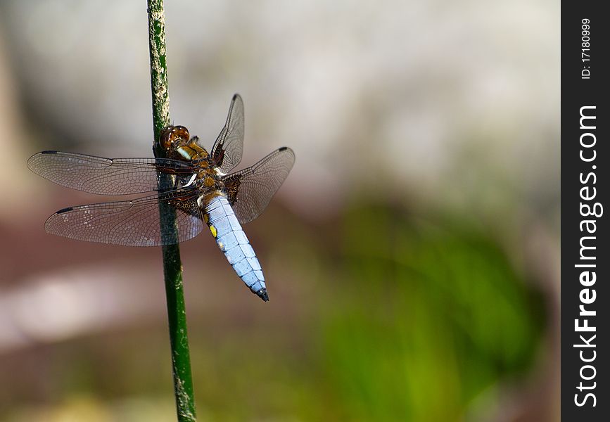 The dragonfly on the pond