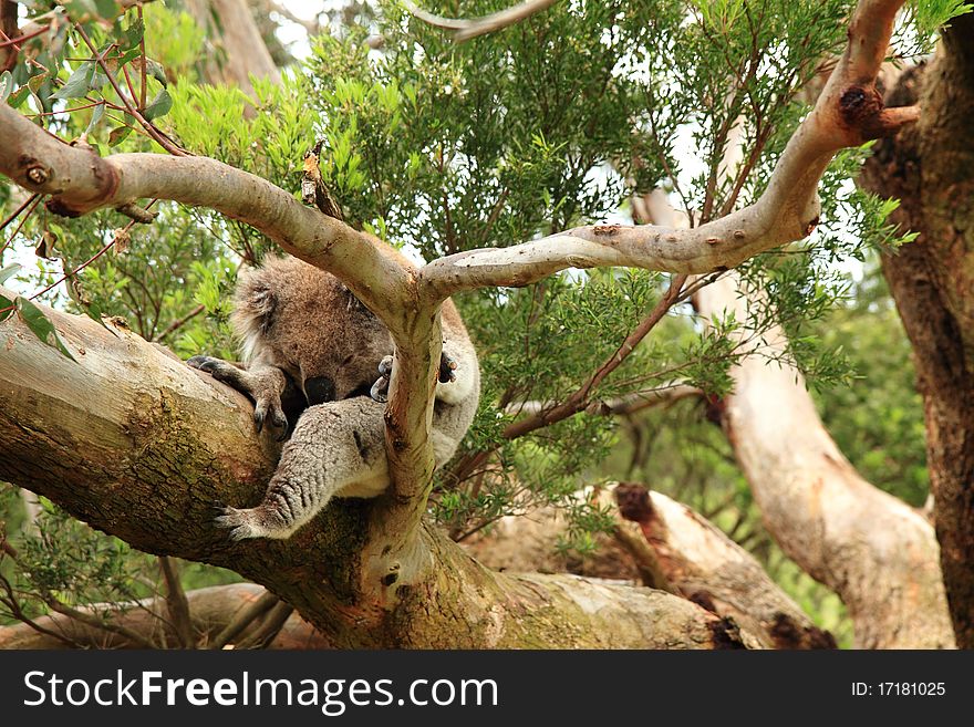 Koala (Phascolarctos cinereus) sleeping on a gum tree at Otways National Park, Victoria, Australia. Koala (Phascolarctos cinereus) sleeping on a gum tree at Otways National Park, Victoria, Australia