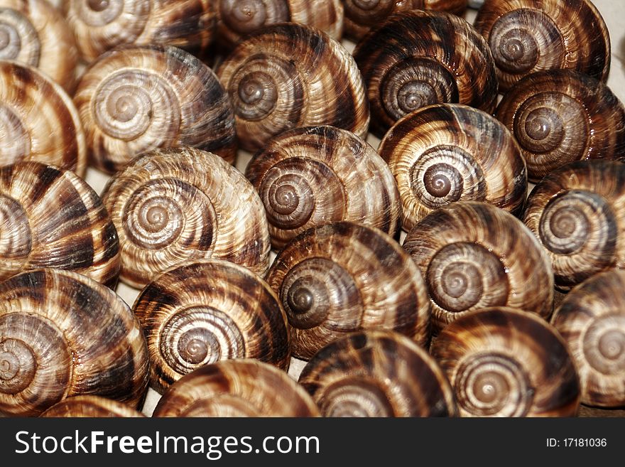 Shell's of edible snail population close up. Shell's of edible snail population close up