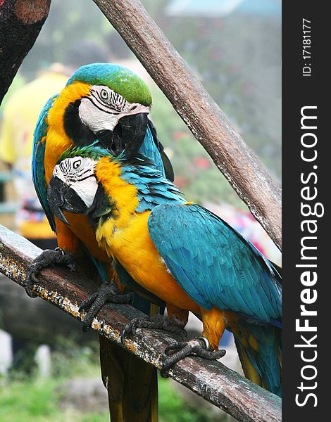 A pair of large parrots sitting on a branch