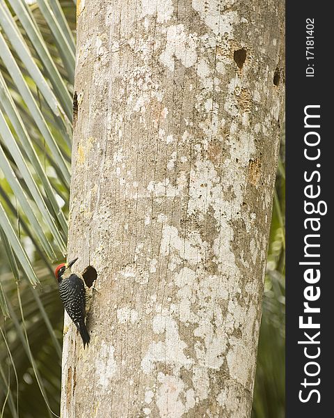 Black-cheeked woodpecker on palm tree