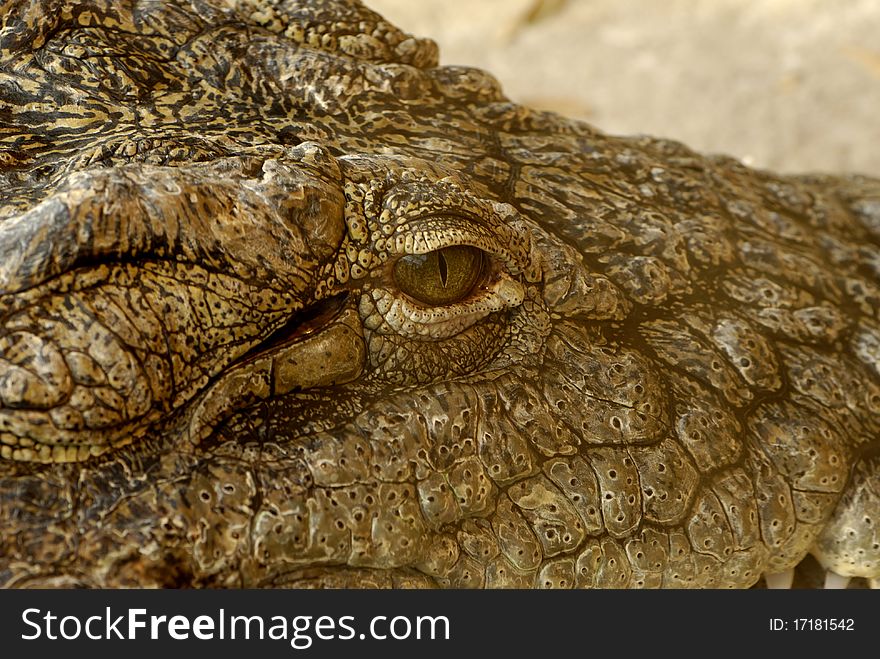 Close up of a crocodile face / eye. Close up of a crocodile face / eye