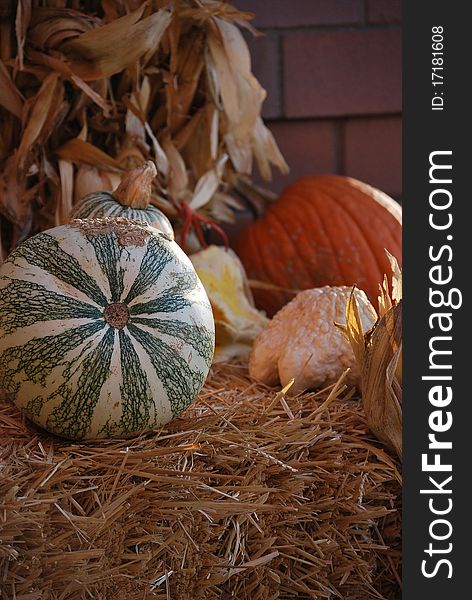 Autumn harvest of squash and pumpkins.