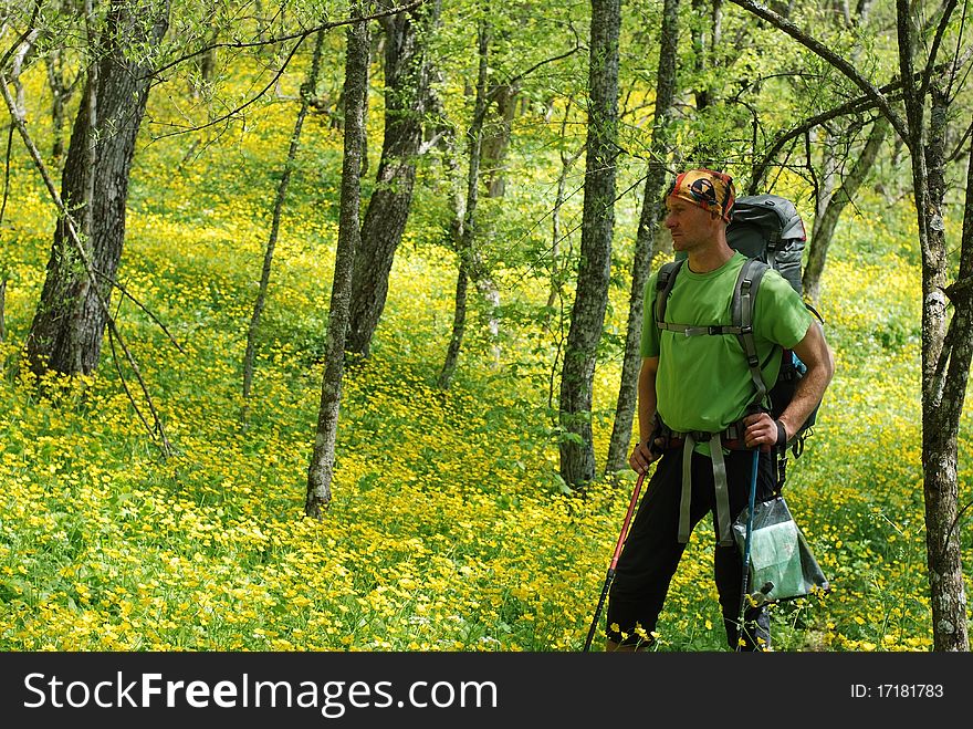 Hiker in spring forest