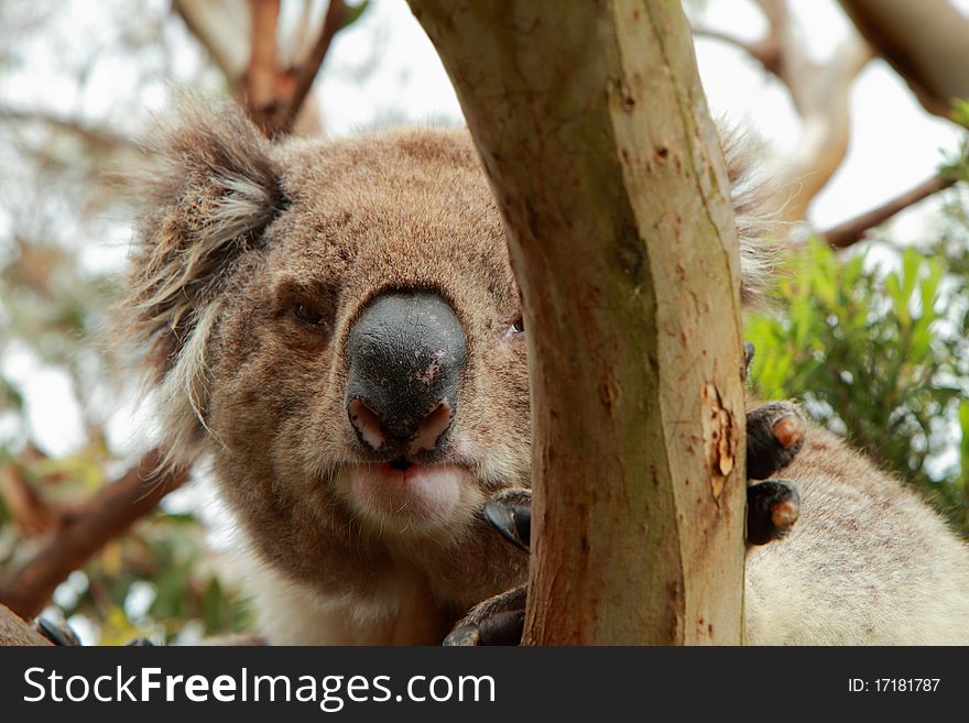 Koala (Phascolarctos cinereus) looking at the camera behind a branch. Koala (Phascolarctos cinereus) looking at the camera behind a branch