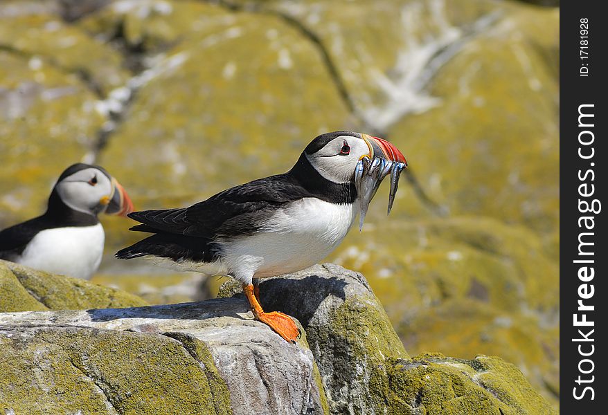 Puffin With Sand Eels