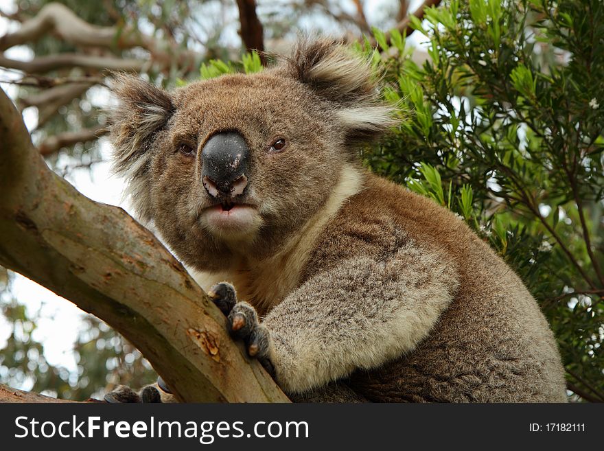 Koala (Phascolarctos cinereus) looking alerted on a tree. Koala (Phascolarctos cinereus) looking alerted on a tree