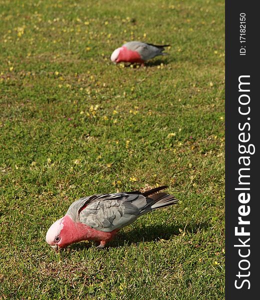 Two Galah parrots (Cacatua roseicapilla) feeding on a green lown with yellow flowers