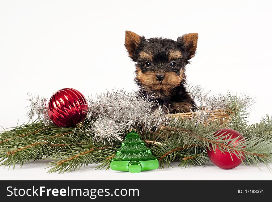 Cute Yorkshire terrier puppy with Christmas ornament on a white background. Cute Yorkshire terrier puppy with Christmas ornament on a white background.