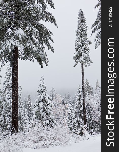 Tall snow covered trees against a background of clouds. Tall snow covered trees against a background of clouds.