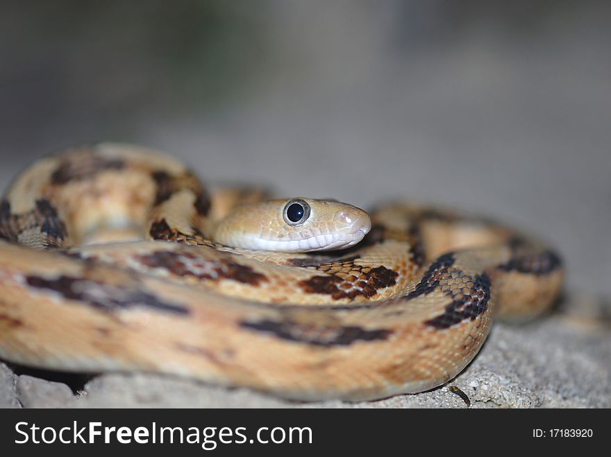 A close shot showing the eyes of the nocturnal Trans-pecos ratsnake. A close shot showing the eyes of the nocturnal Trans-pecos ratsnake.