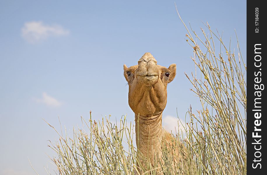 Camel's head in the grass. Camel's head in the grass