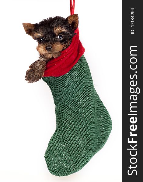Cute Yorkshire terrier puppy, hanging in a Christmas stocking. Cute Yorkshire terrier puppy, hanging in a Christmas stocking.