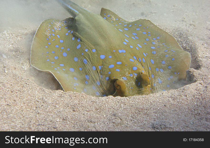 A Blue Spotted Stingray feeding on small shells and cones under the sand. Taking while scuba diving in the Red Sea - Sharm el-Sheikh.