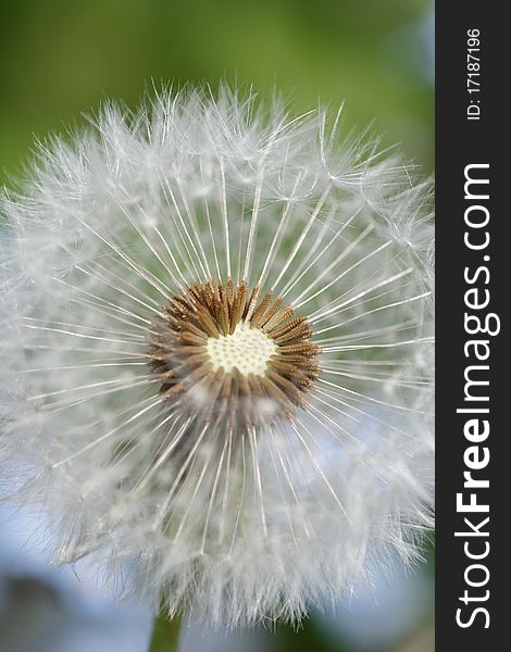 Close-up of a dandelion