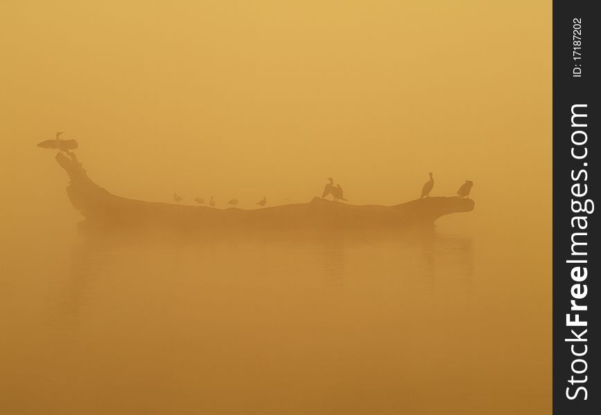 The Morning On Pond