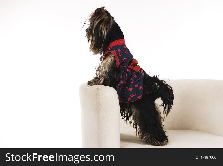 Pupyy Yorkshire Terrier in front of a white background