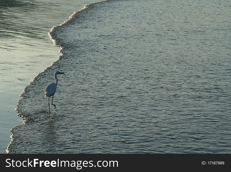A bird walking along the beach. A bird walking along the beach