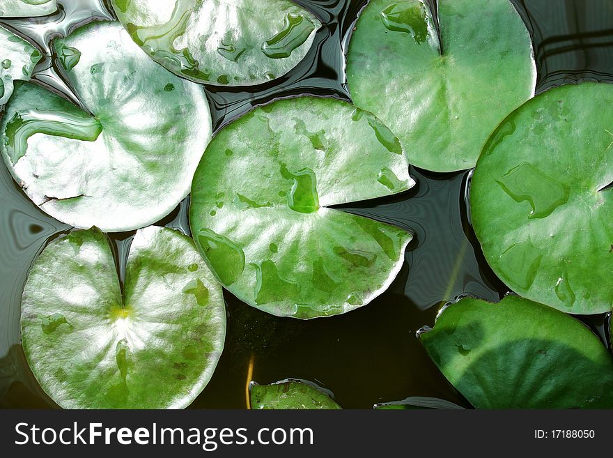 Many of green lotus leaves float on water