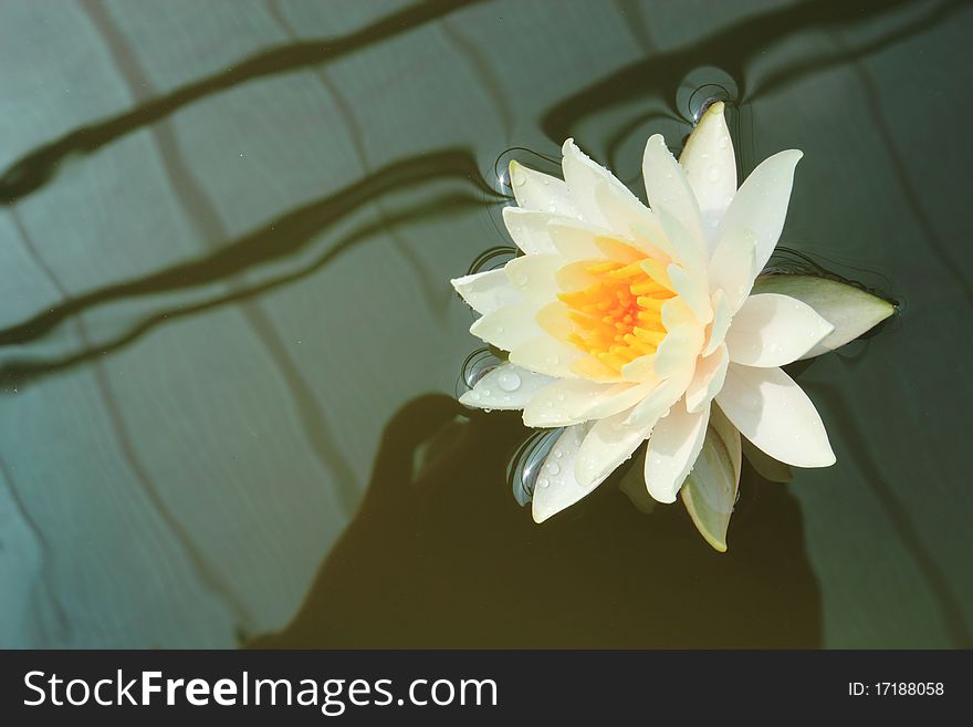 White lotus on dark water background. White lotus on dark water background
