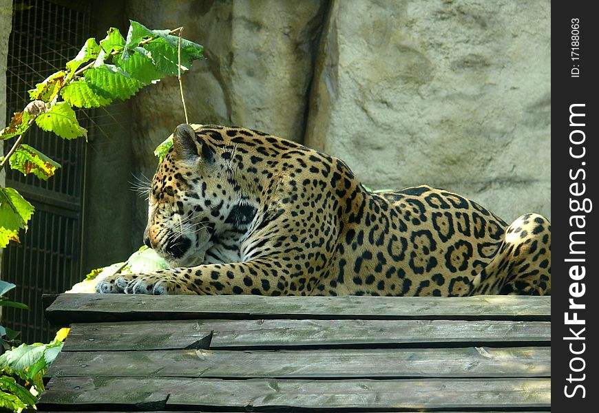 Amur Leopard (Panthera pardus orientalis) in Moscow zoo