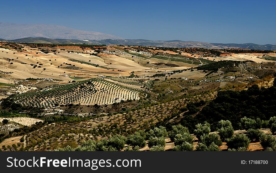 Olive tree plantations as far as the eye can see in the Andalusian province of Granada.