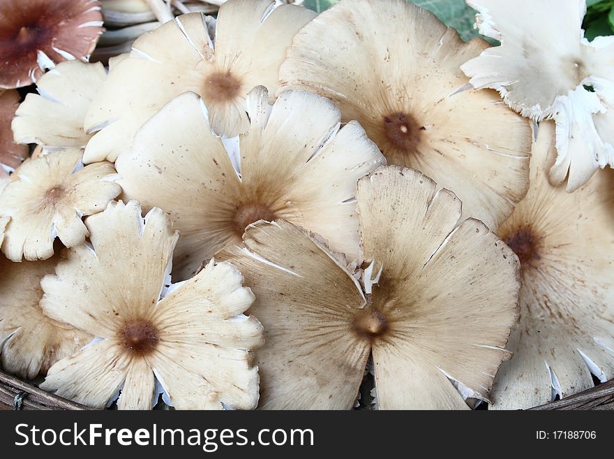 A group of mushrooms on basket and leaves ground. A group of mushrooms on basket and leaves ground