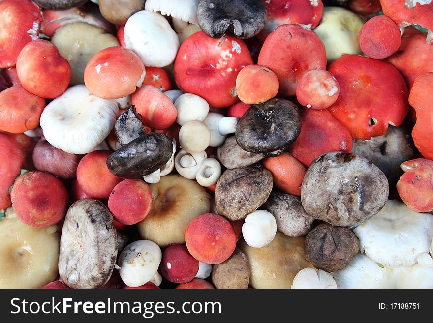 Many type of colorful mushrooms on basket and leaves ground