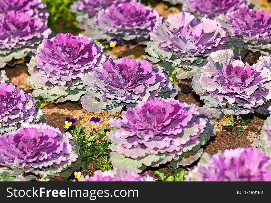 Beautiful Violet Cabbage In Garden