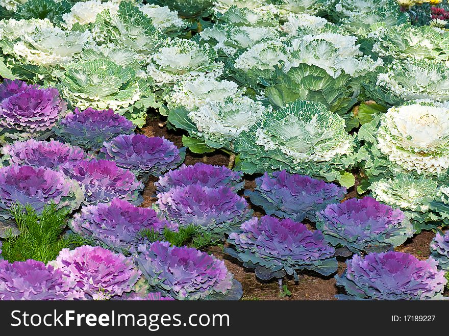 Beautiful violet  and green cabbage in garden