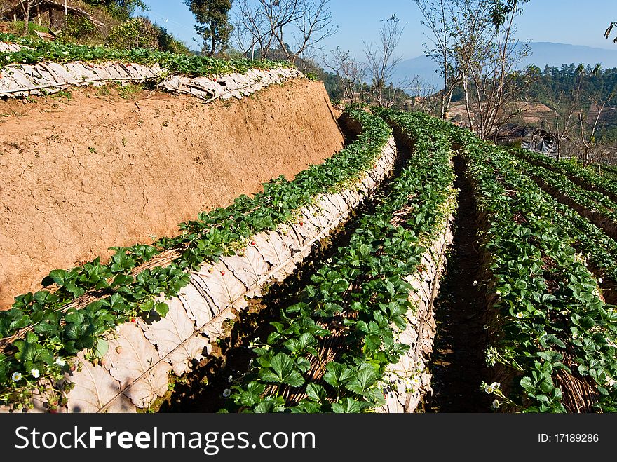 Strawberry field at Chiengmai province, Thailand