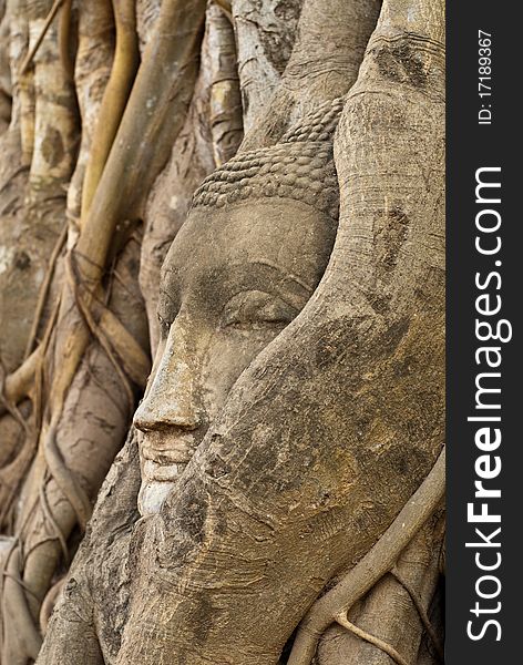 Head of buddha in root, Ayuthaya province, Thailand.