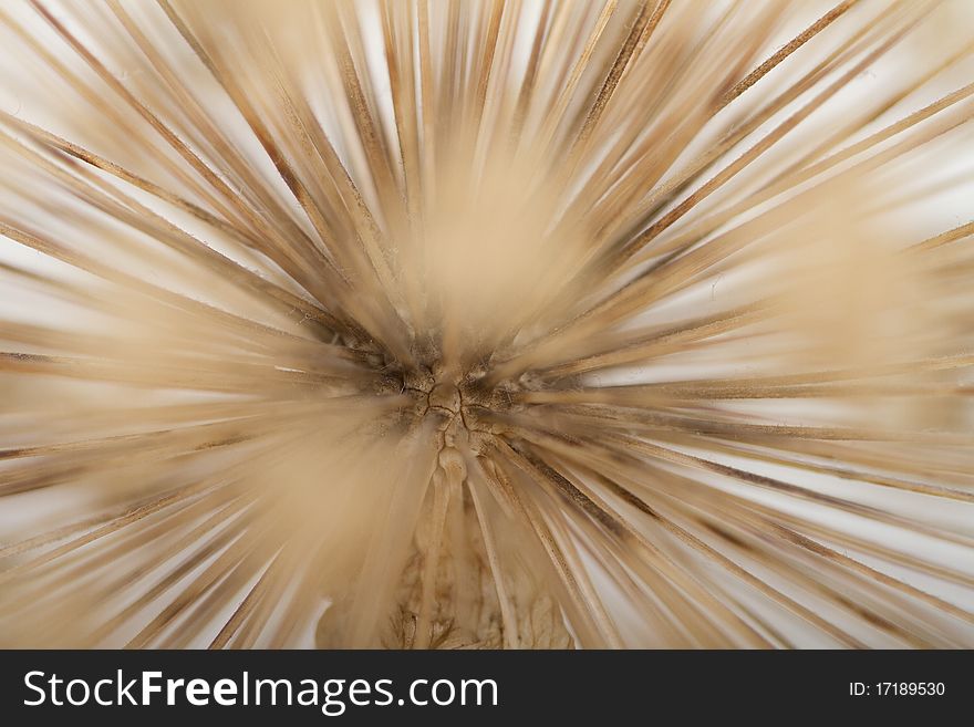 Abstract Background Of Dried Garlic
