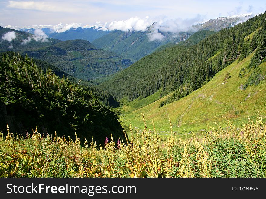 Mountain Meadow